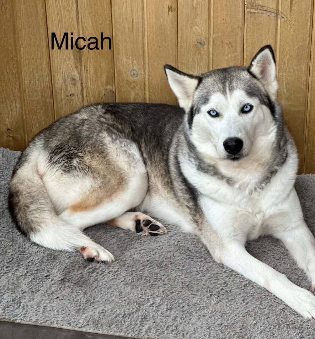 Micah