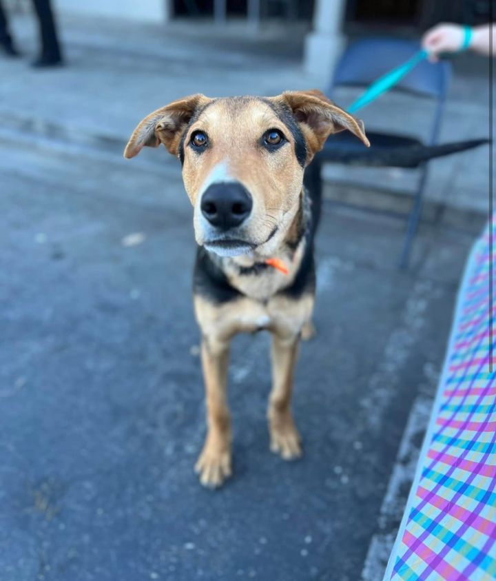 Dog for adoption - Igor, a German Shepherd Dog Mix in San Bernardino, CA |  Petfinder