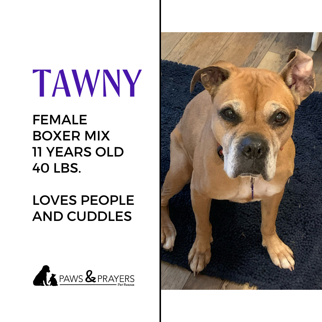 Tawny - active senior