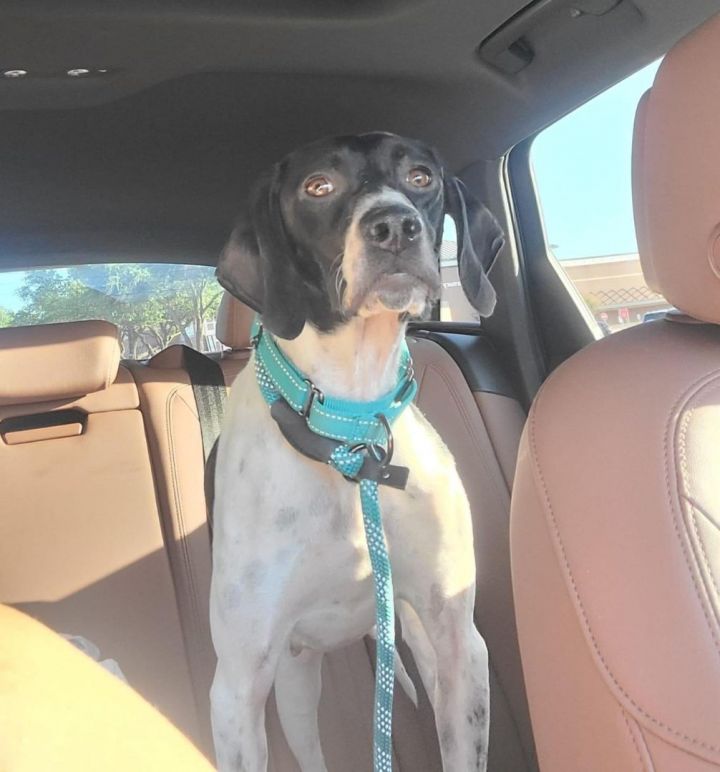 Talli, an adopted English Pointer & Pointer Mix in Dallas, TX_image-1