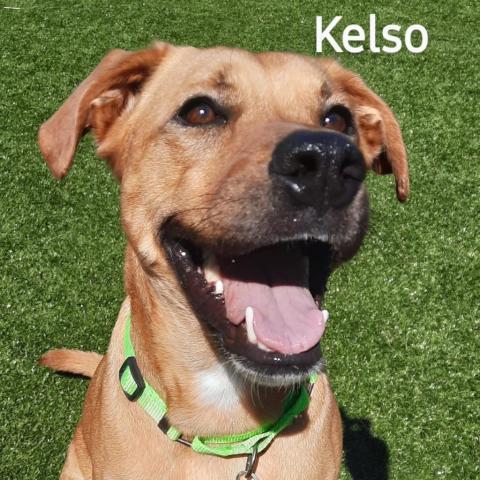 Kelso