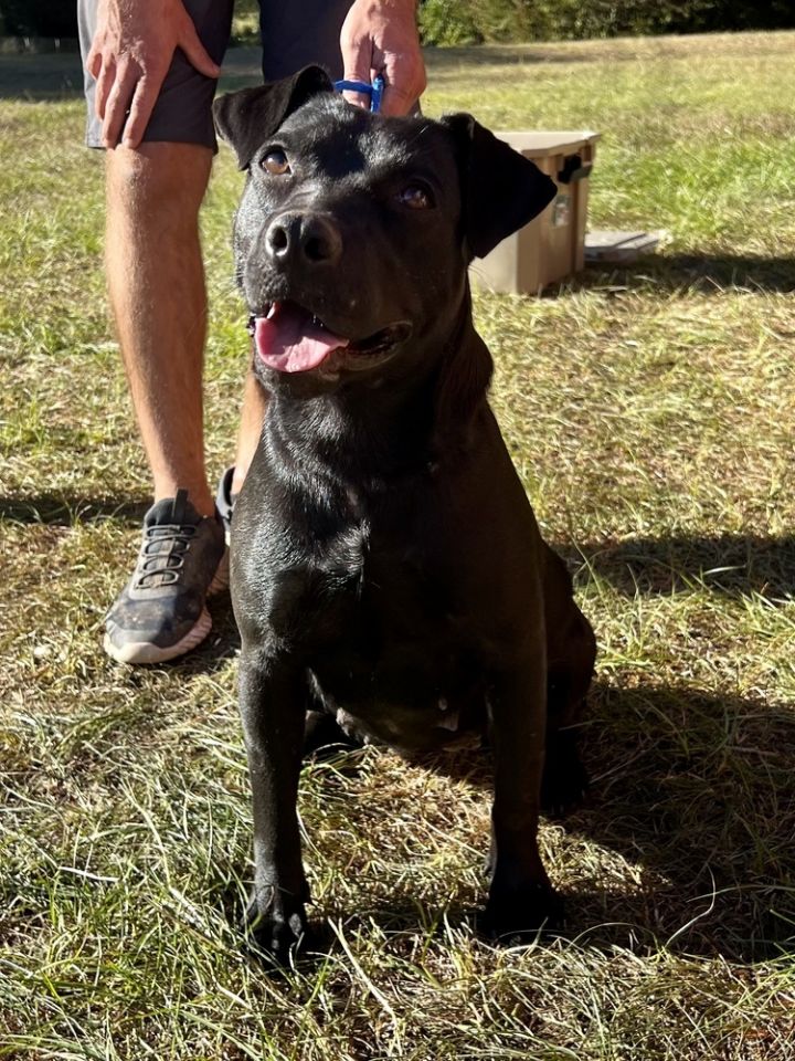 Maiz, an adoptable Labrador Retriever Mix in Troy, AL_image-1