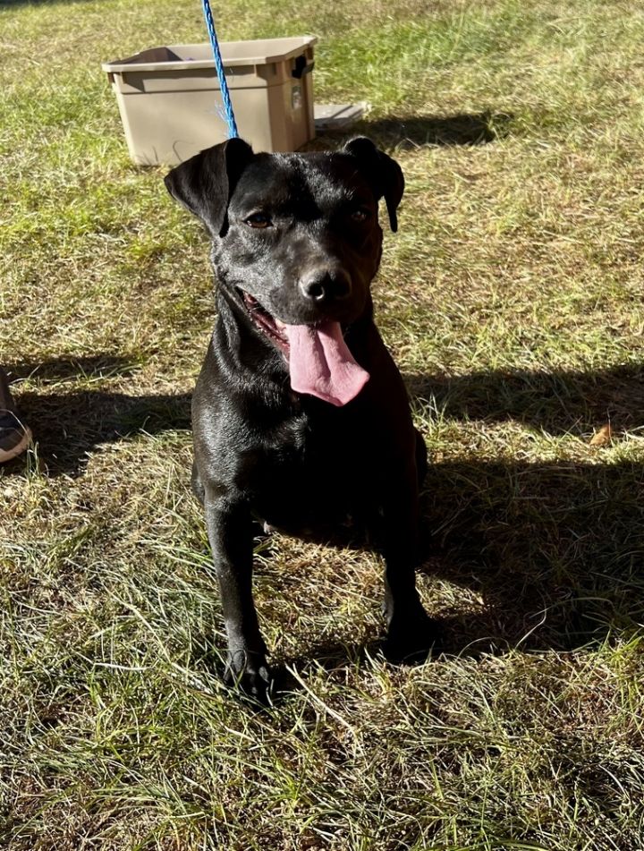 Maiz, an adoptable Labrador Retriever Mix in Troy, AL_image-2