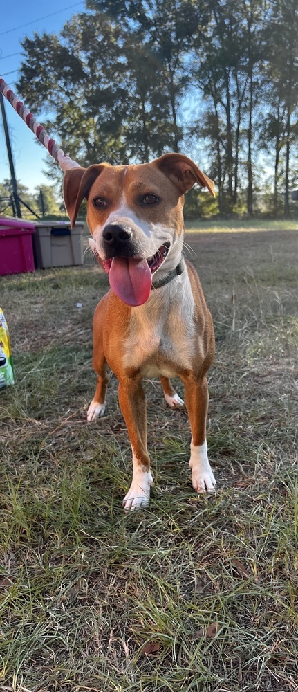 Hazel, an adoptable Boxer in Troy, AL, 36081 | Photo Image 4