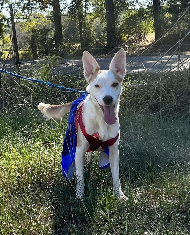 Brewton (Tripod), an adoptable Terrier in Troy, AL, 36081 | Photo Image 1