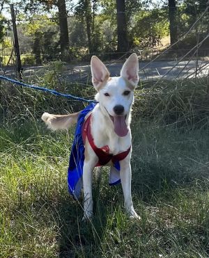 Brewton (Tripod), Young Female Terrier