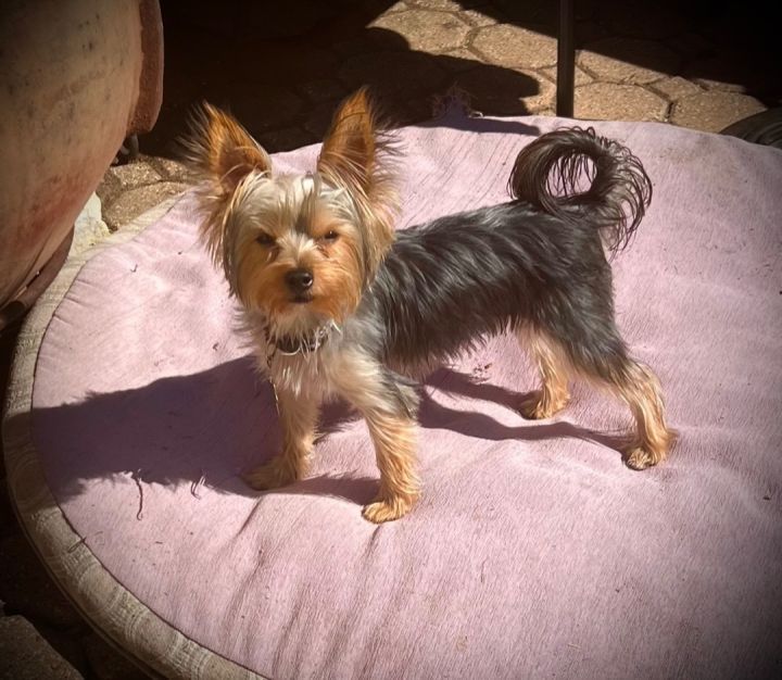 Pippin, an adopted Yorkshire Terrier in Dallas, TX_image-3