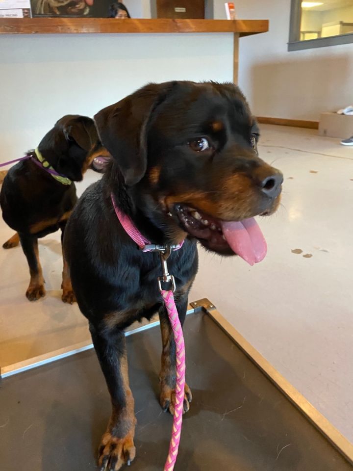 Cherry, an adopted Rottweiler in Dallas, TX_image-3