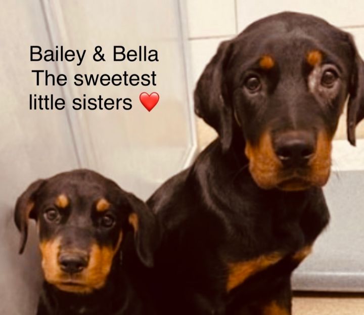 Bella, an adopted Rottweiler & Doberman Pinscher Mix in Dallas, TX_image-1