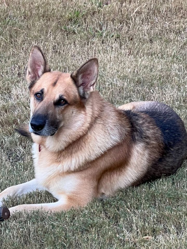 Sebastian , an adoptable German Shepherd Dog in Roswell, GA_image-5