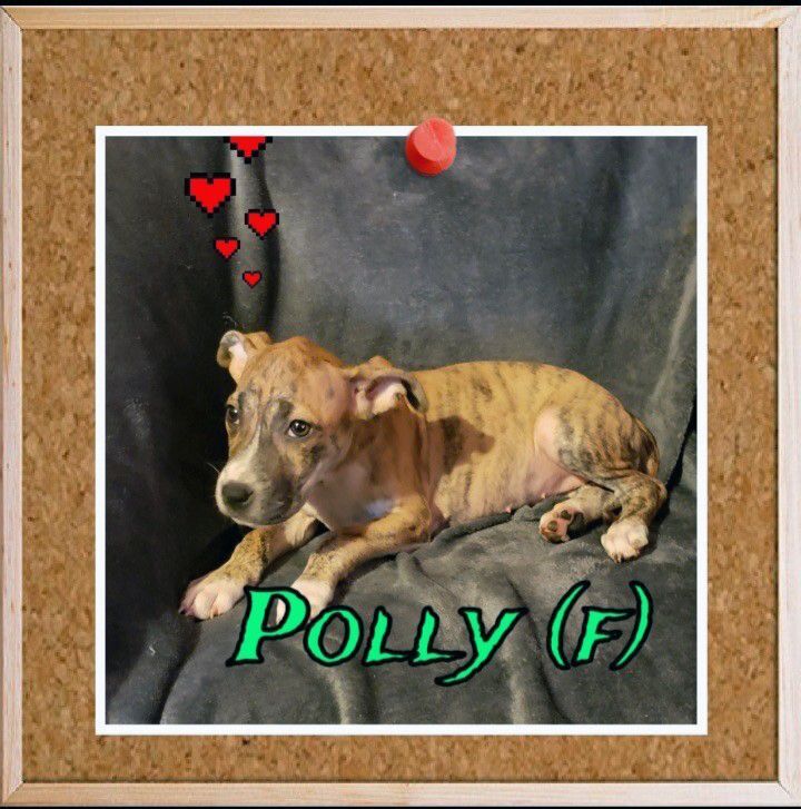 Polly