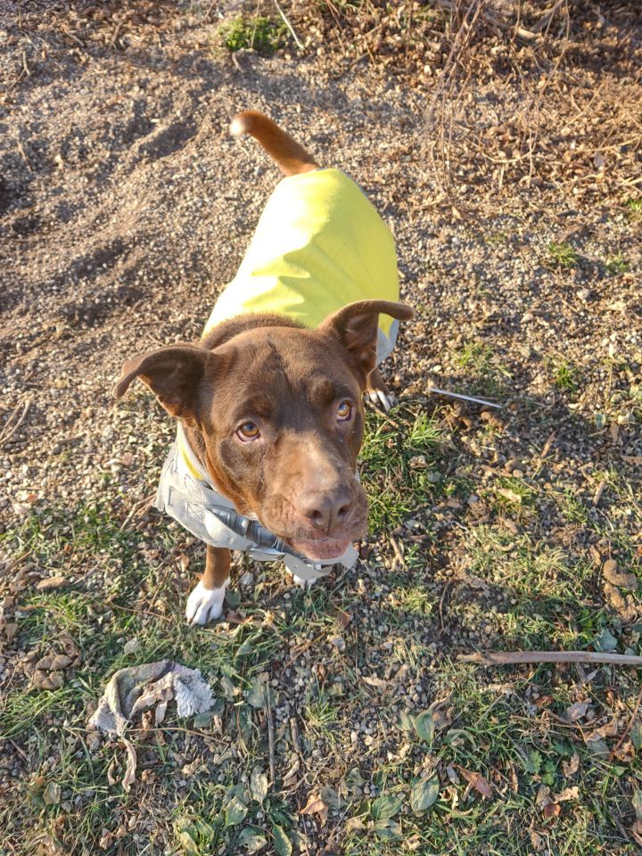 Freya, an adoptable Chocolate Labrador Retriever & Boxer Mix in Marengo, IL_image-1