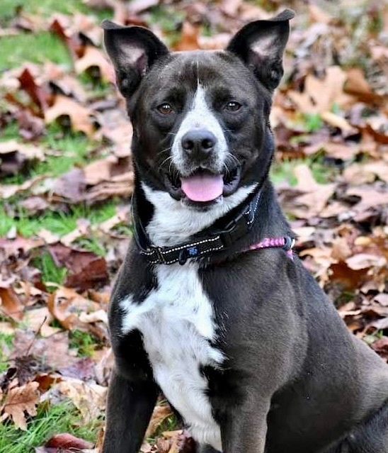 Blue heeler border 2024 collie lab mix