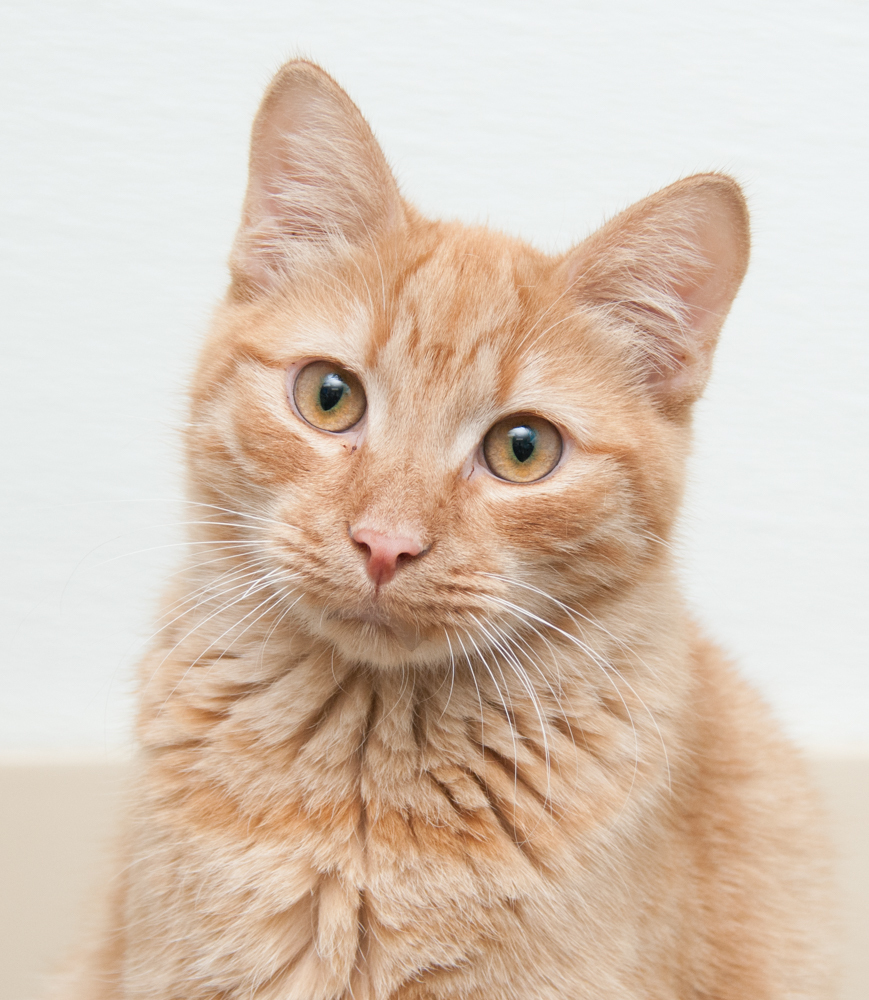 Gator (gets adopted with Possum), an adoptable Tabby in Westminster, CO, 80031 | Photo Image 1