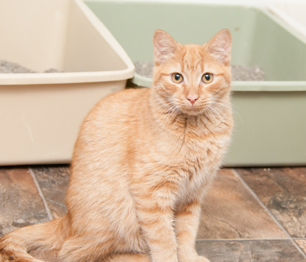 Gator (gets adopted with Possum), an adoptable Tabby in Westminster, CO, 80031 | Photo Image 2