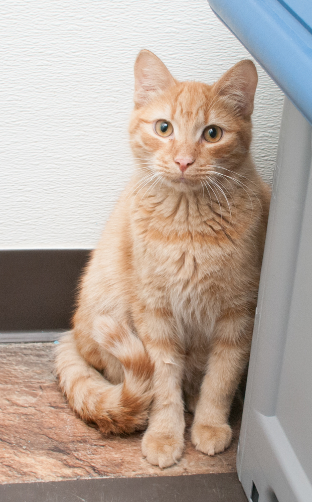 Gator (gets adopted with Possum), an adoptable Tabby in Westminster, CO, 80031 | Photo Image 3