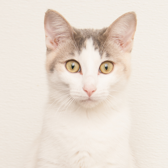 Possum (gets adopted with Gator), an adoptable Dilute Calico in Westminster, CO, 80031 | Photo Image 1