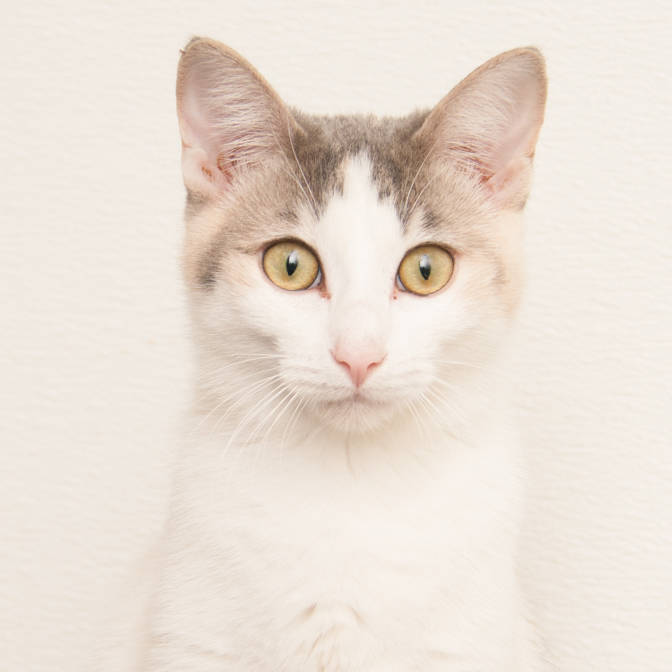 Possum (gets adopted with Gator), an adoptable Dilute Calico in Westminster, CO_image-1