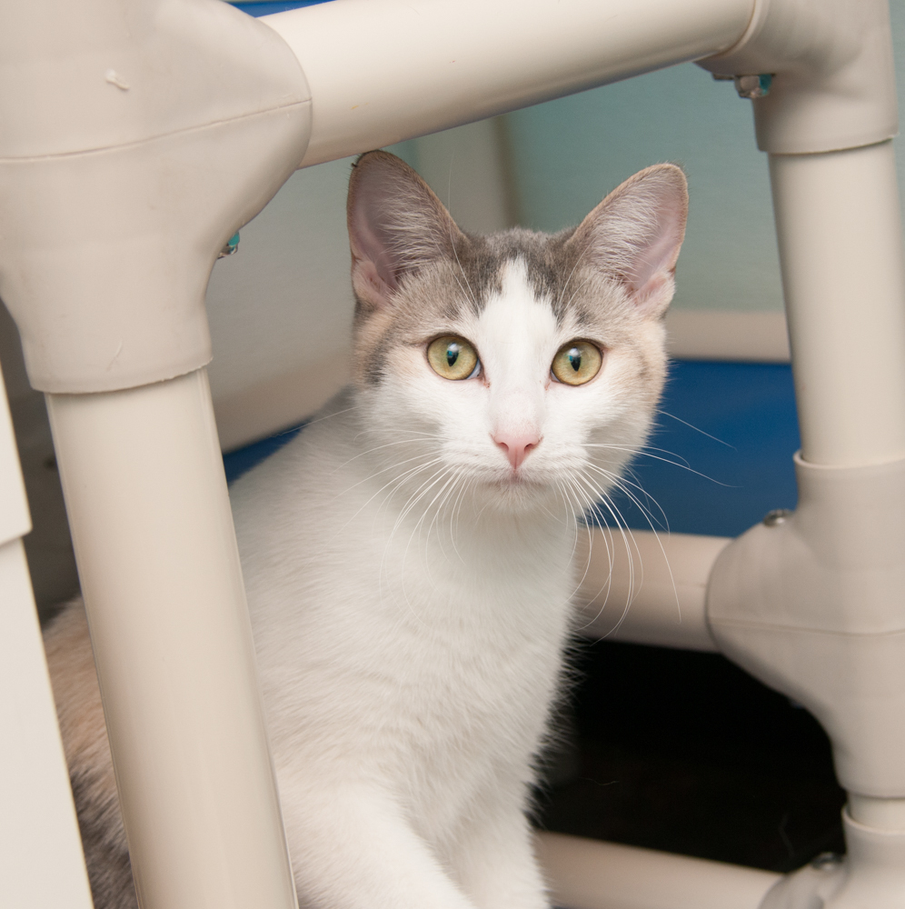 Possum (gets adopted with Gator), an adoptable Dilute Calico in Westminster, CO, 80031 | Photo Image 2