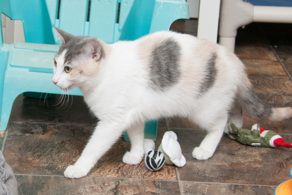 Possum (gets adopted with Gator), an adoptable Dilute Calico in Westminster, CO, 80031 | Photo Image 3