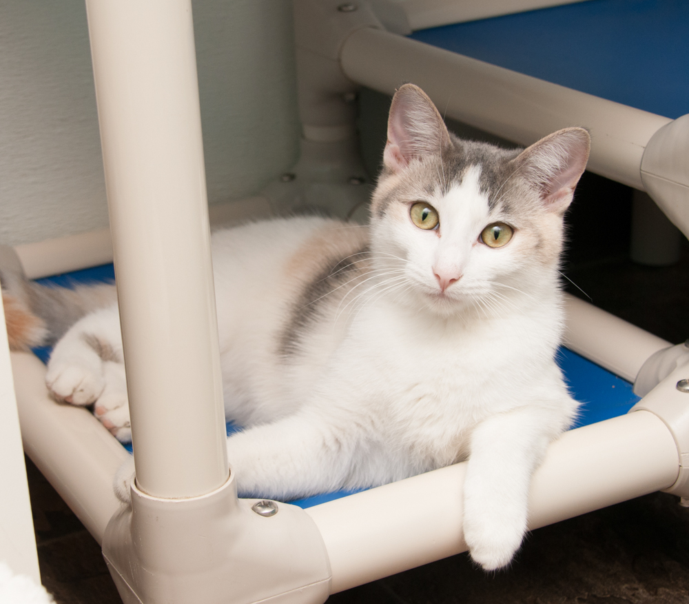 Possum (gets adopted with Gator), an adoptable Dilute Calico in Westminster, CO, 80031 | Photo Image 4