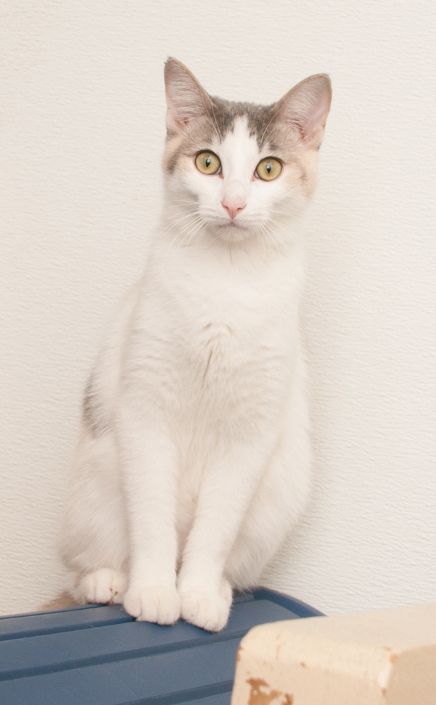 Possum (gets adopted with Gator), an adoptable Dilute Calico in Westminster, CO, 80031 | Photo Image 5