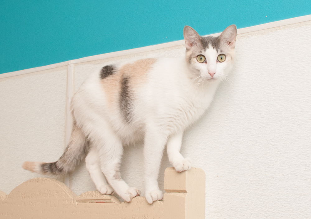 Possum (gets adopted with Gator), an adoptable Dilute Calico in Westminster, CO, 80031 | Photo Image 6