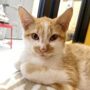 orange cats for sale ma