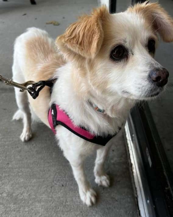 Anna, an adopted Terrier & Chihuahua Mix in Ladson, SC_image-4