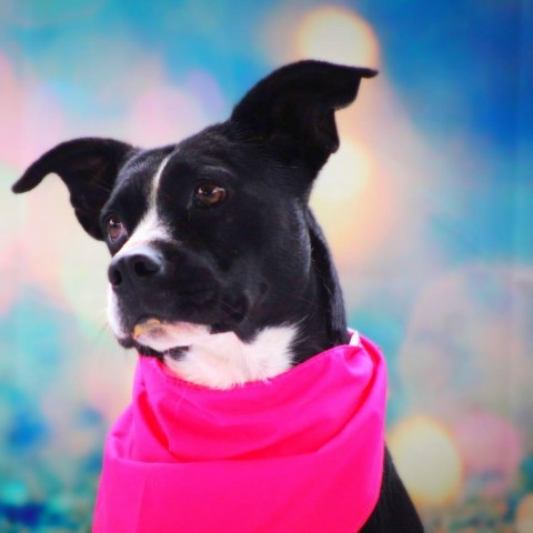 Ms. Gadget JuM*, an adoptable Labrador Retriever, Pit Bull Terrier in Von Ormy, TX, 78073 | Photo Image 1