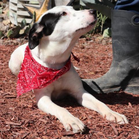 Cassie JuM, an adoptable Spaniel & Terrier Mix in Austin, TX_image-4