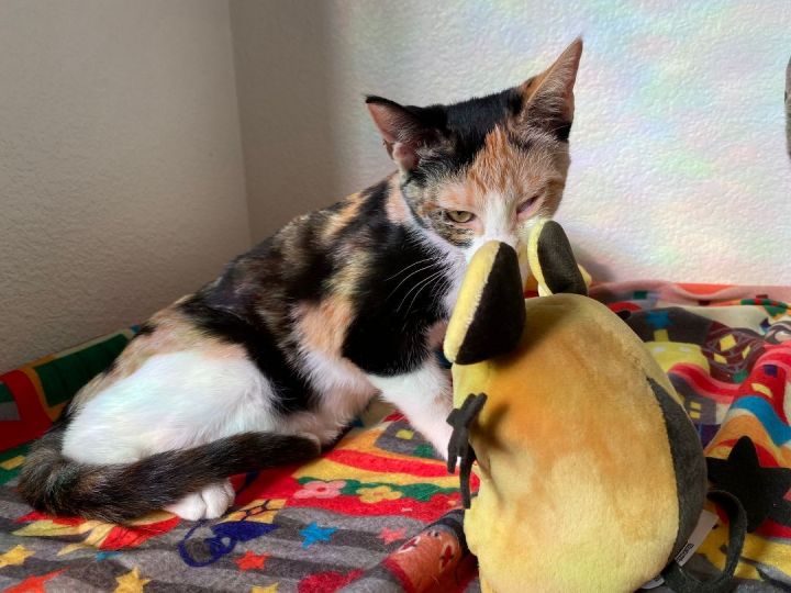 Jynx (The Haloween Cat!), an adoptable Calico in Suisun City, CA_image-4