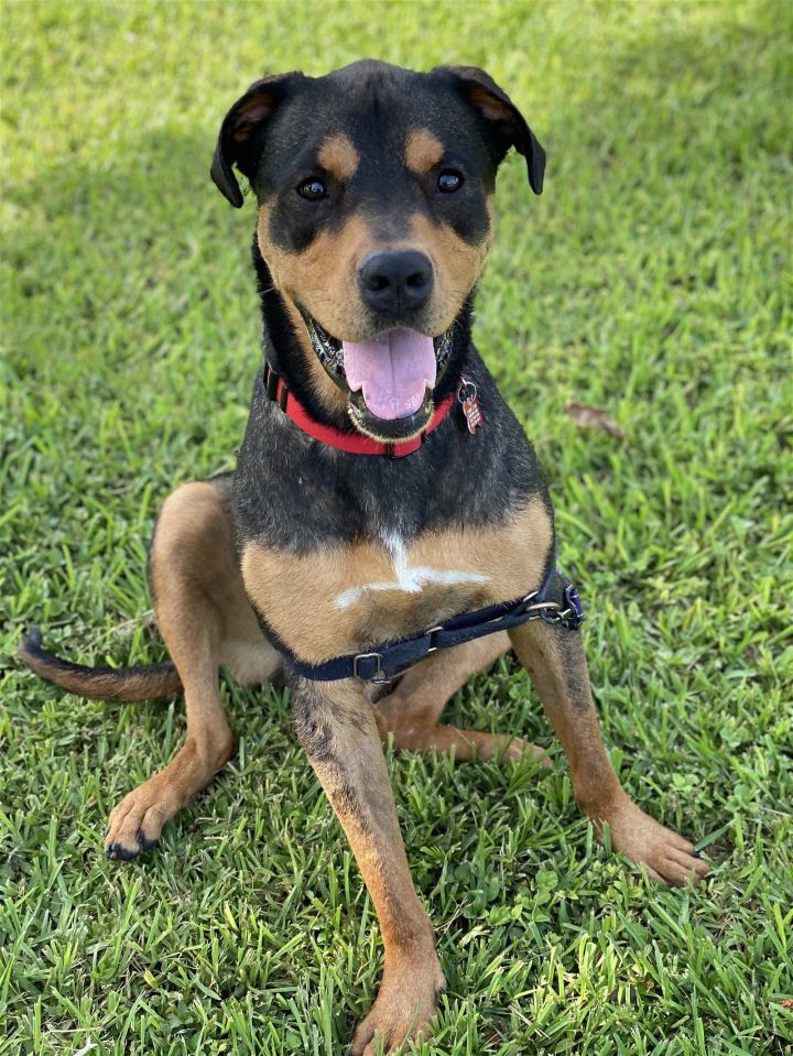 Reese, an adoptable Rottweiler & Terrier Mix in Miami, FL_image-1