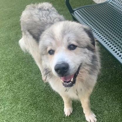 Sasha - Beautiful and Friendly Pyr Mix Adult, an adoptable Great Pyrenees Mix in Indianapolis, IN_image-1