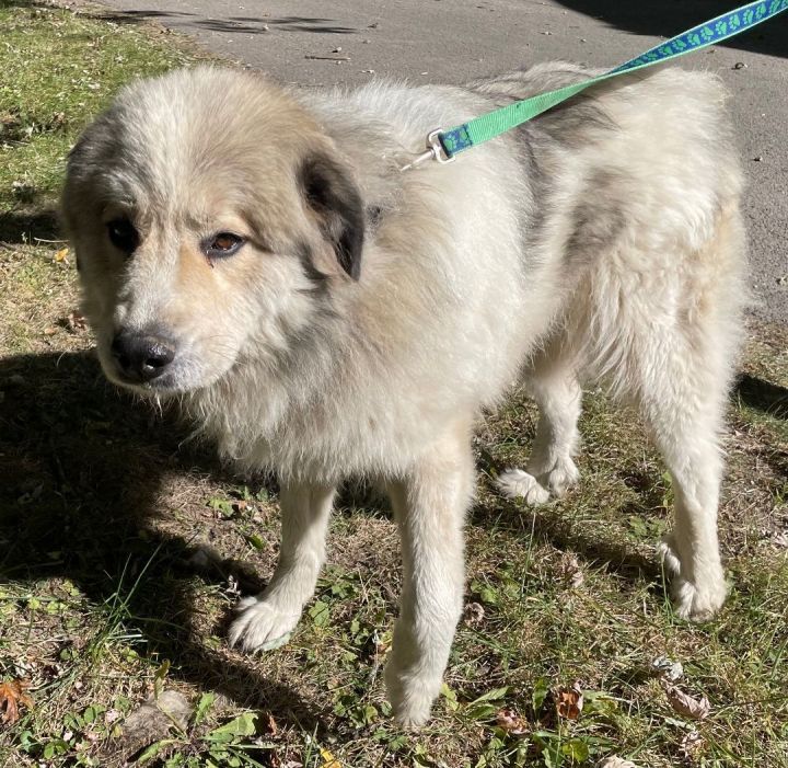 Sasha - Beautiful and Friendly Pyr Mix Adult, an adoptable Great Pyrenees Mix in Indianapolis, IN_image-3