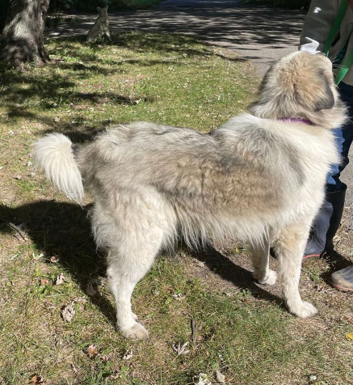 Sasha - Beautiful and Friendly Pyr Mix Adult 4