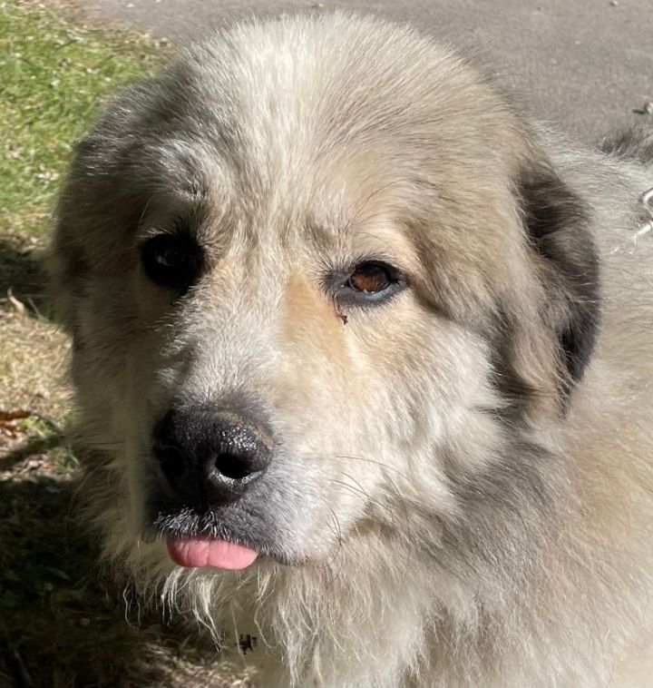 Sasha - Beautiful and Friendly Pyr Mix Adult, an adoptable Great Pyrenees Mix in Indianapolis, IN_image-5