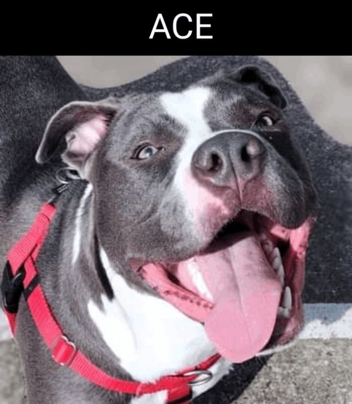 Benji, an adoptable American Staffordshire Terrier & American Bulldog Mix in Hampton, VA_image-1