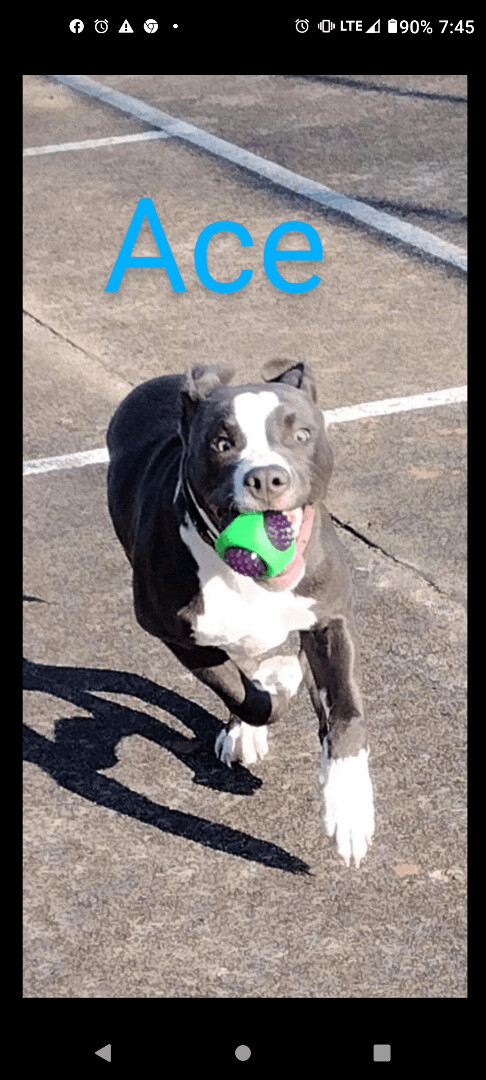 Benji 2