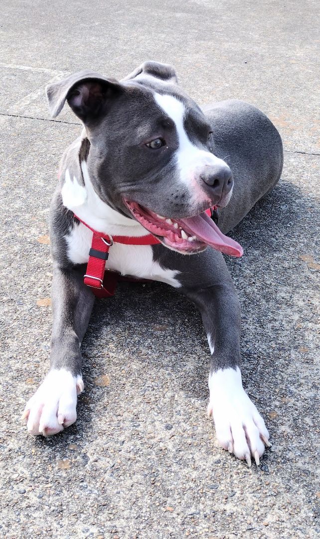 Benji, an adoptable American Staffordshire Terrier & American Bulldog Mix in Hampton, VA_image-4