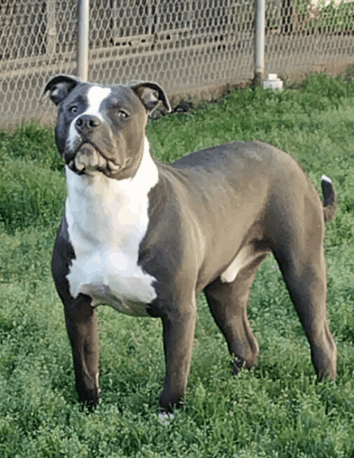 Benji, an adoptable American Staffordshire Terrier & American Bulldog Mix in Hampton, VA_image-6