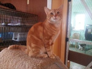 Cats for Adoption Near Pickering, ON | Petfinder