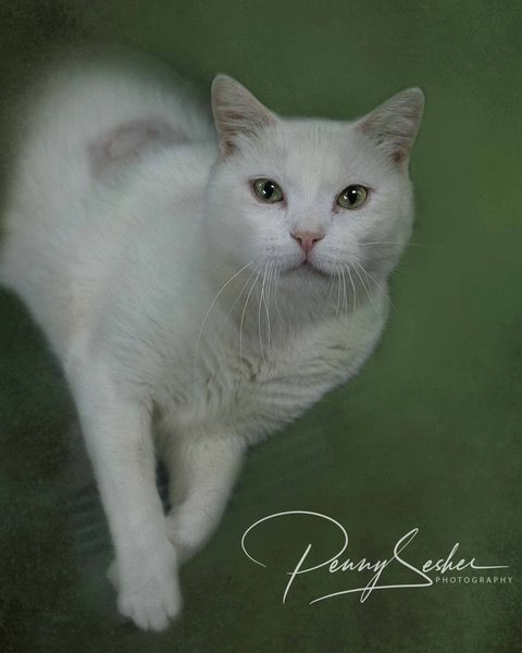 Basil