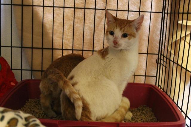 Rebecca (Sponsored)
