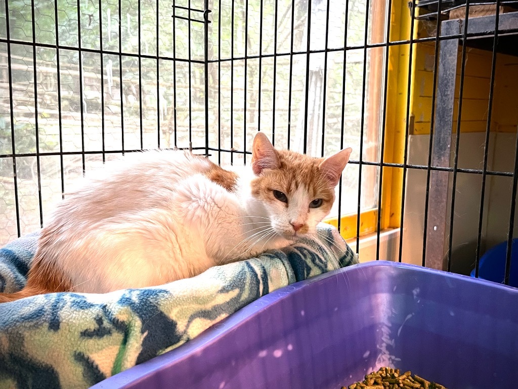 Rebecca (Sponsored)