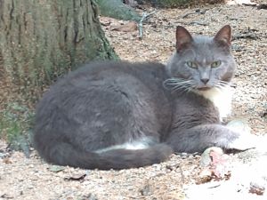 Thumper, Senior Male Domestic Short Hair