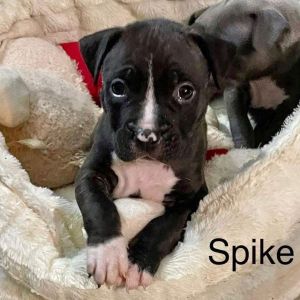 Spike (Ready 10/22/22)