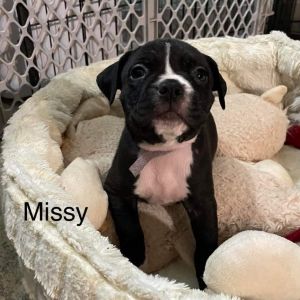 Missy (Ready 10/22/22)