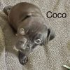 Coco (Ready 10/22/22)