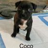 Coco (Ready 10/22/22)